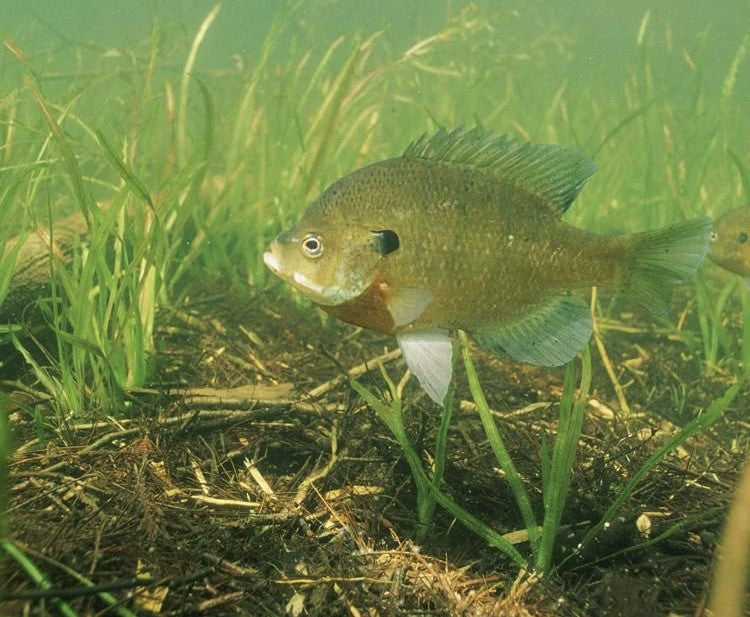 The Best Baits To Fish For Panfish