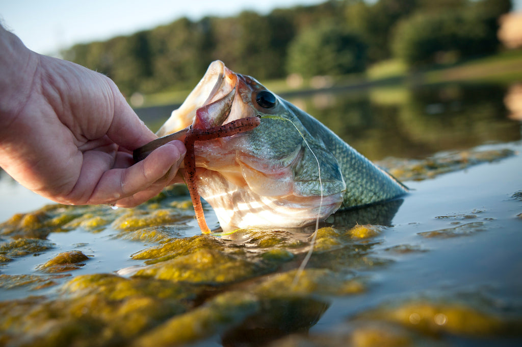 Top 5 Pond Fishing Tips
