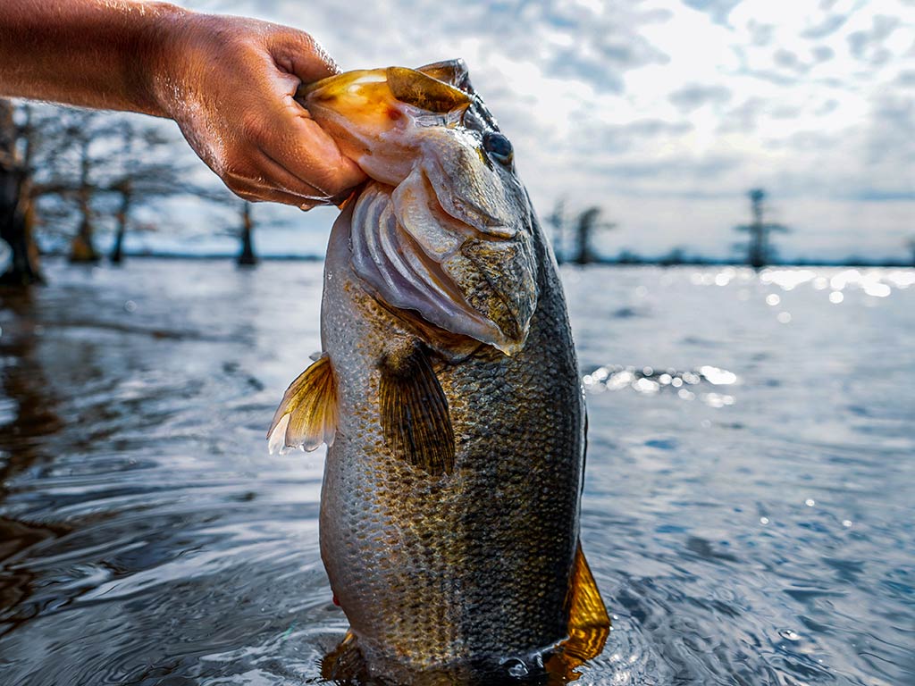 4 Advanced Bass Fishing Tricks