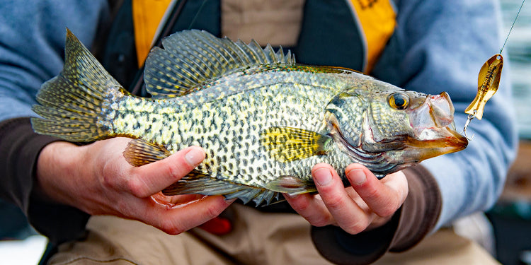 Crappie Fishing for Beginners