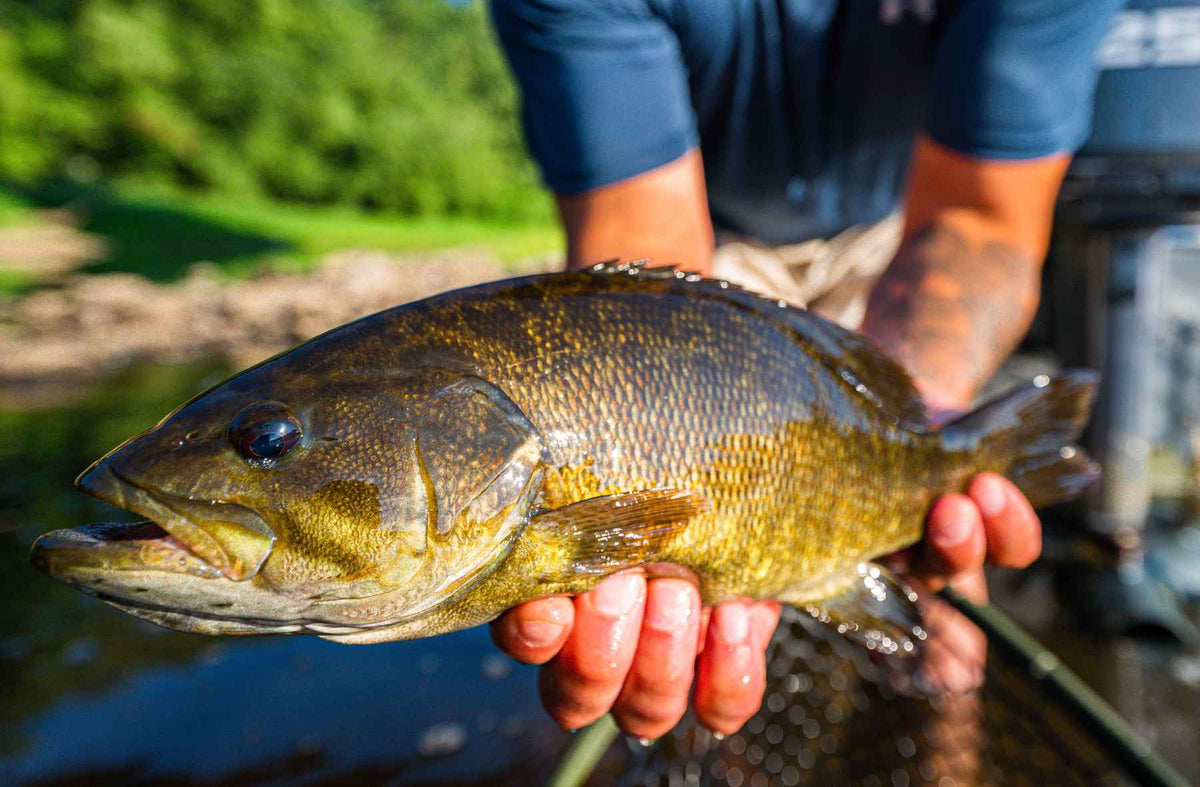 4 Tips For Smallmouth Fishing FishVault