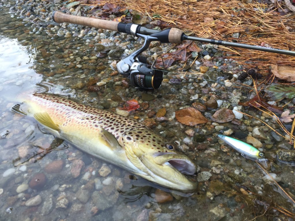 Let's Talk Trout Fishing FishVault